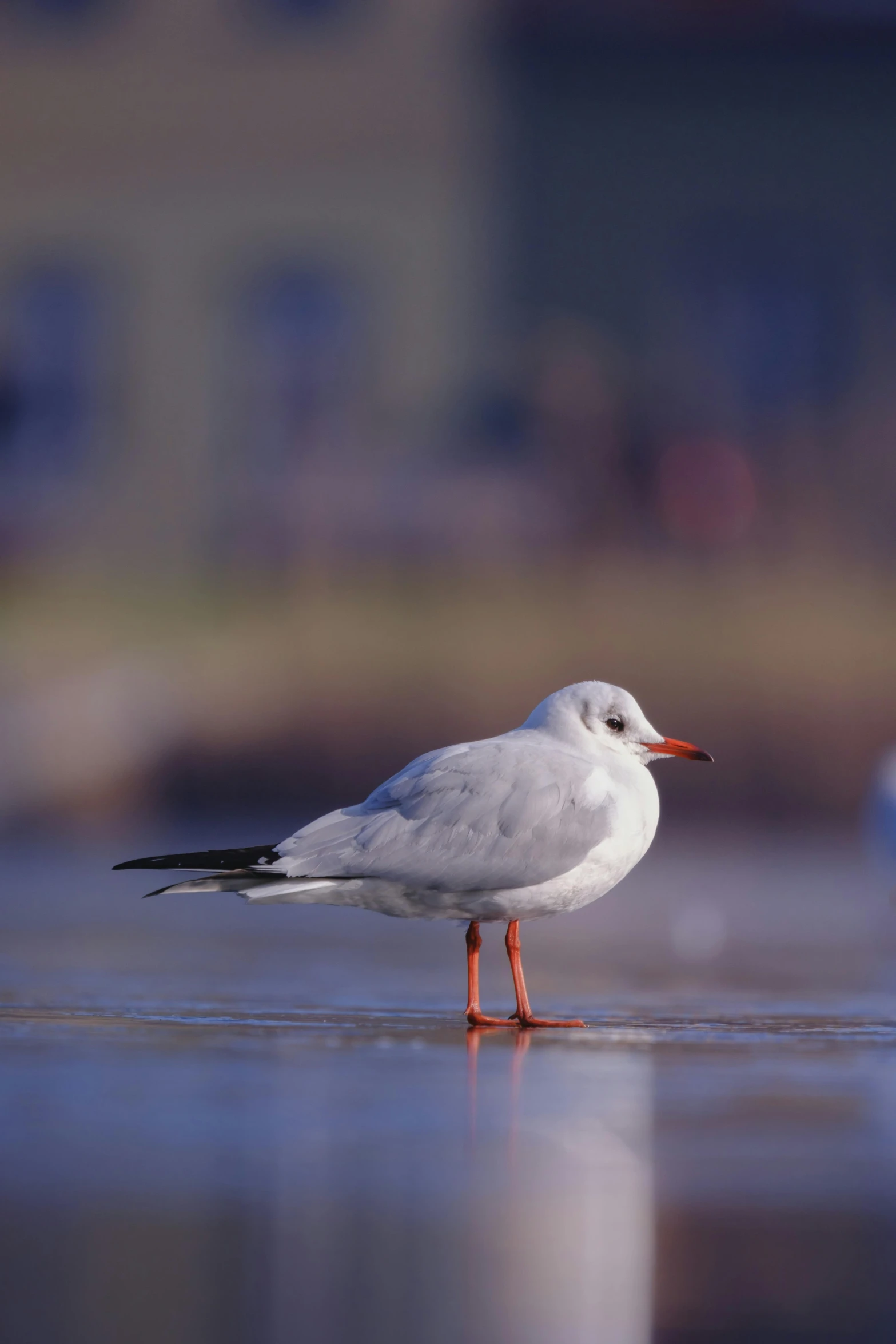 a white bird standing on the sand at the ocean