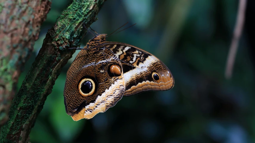 a erfly resting on the nch of a tree