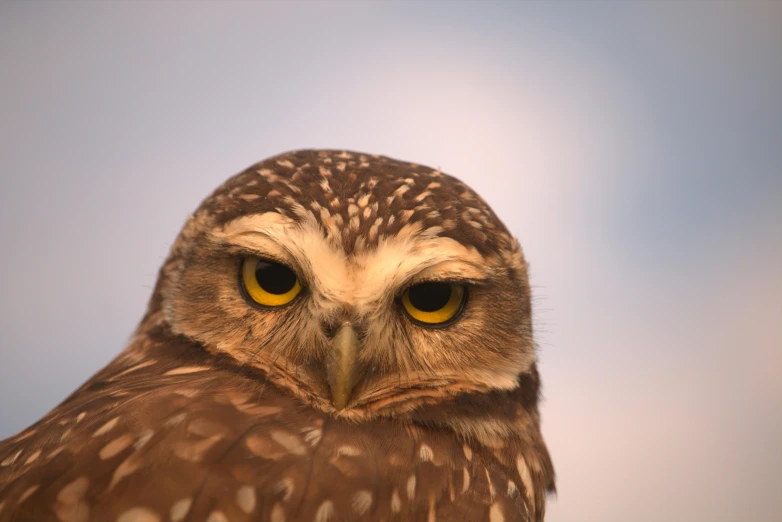 close up of an owl's face against the blue sky