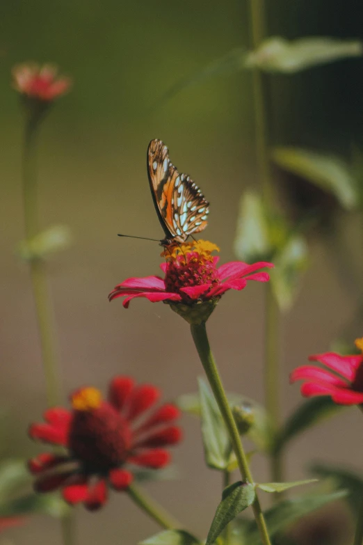 a large erfly flying over a pink flower