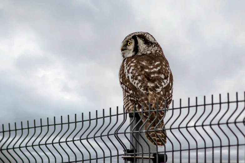 an owl sits atop the side of a chain link fence