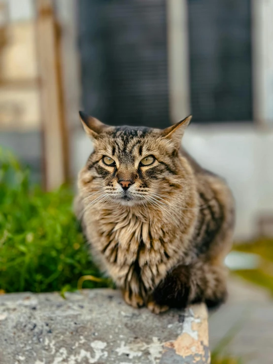 a cat sitting on top of a rock