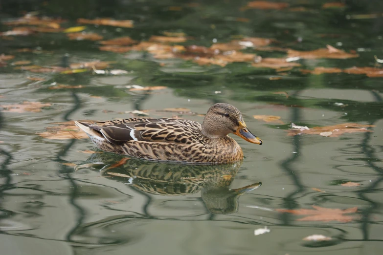 a duck in the water near a bunch of leaves