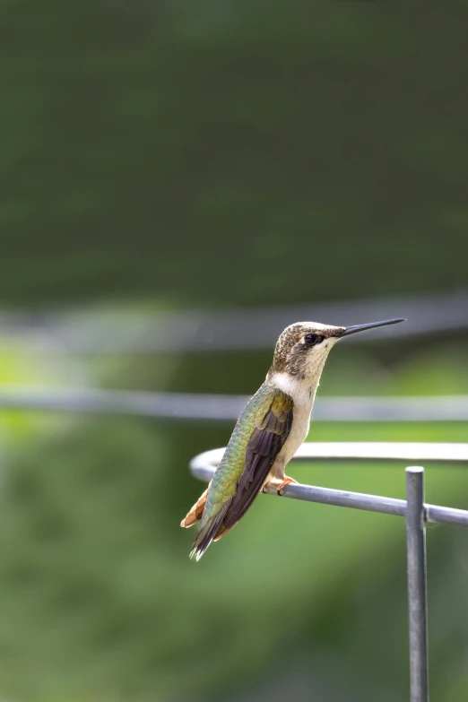 a hummingbird sits on a wire looking toward the sky