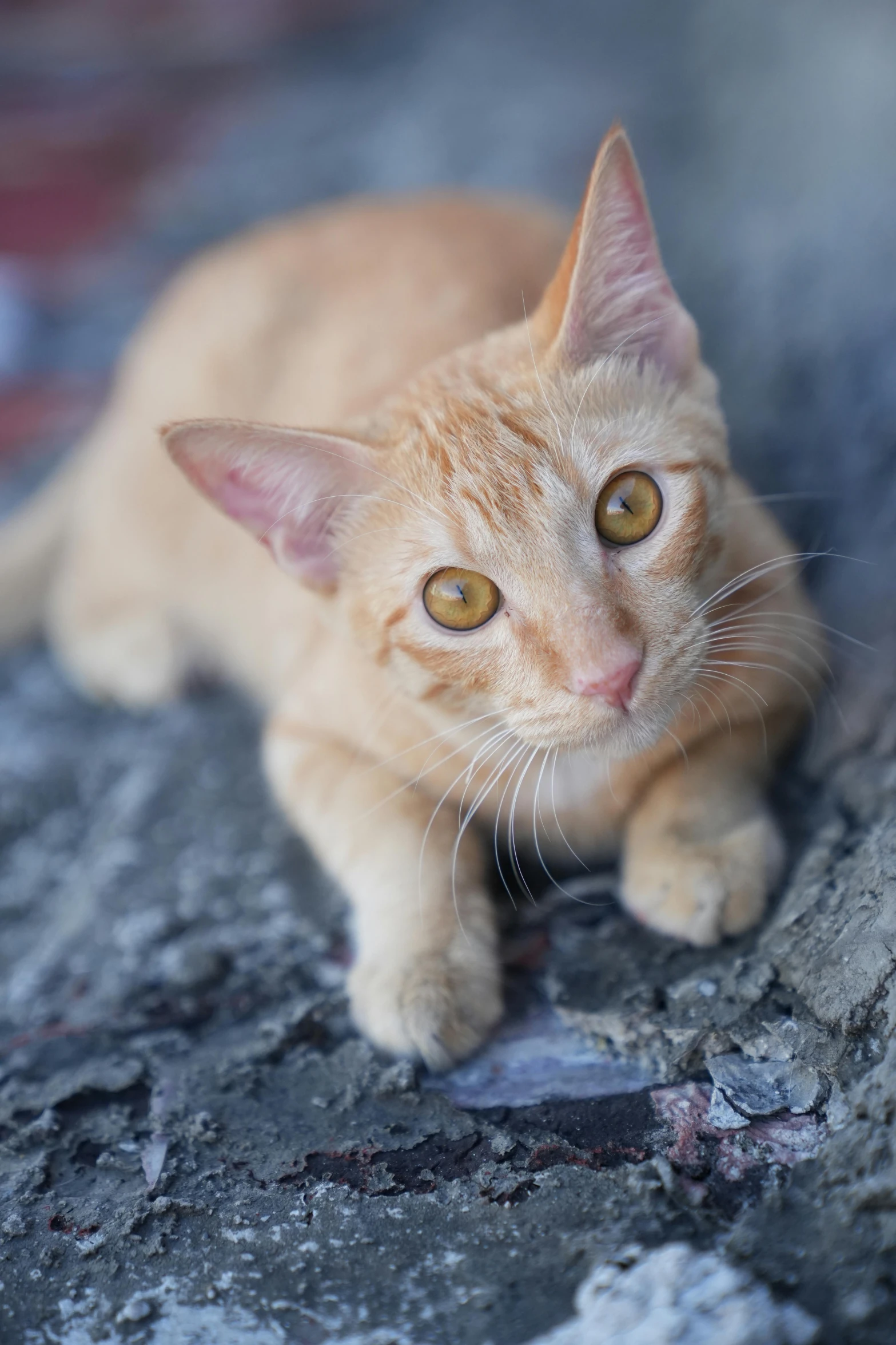 an orange cat laying down on some rocks