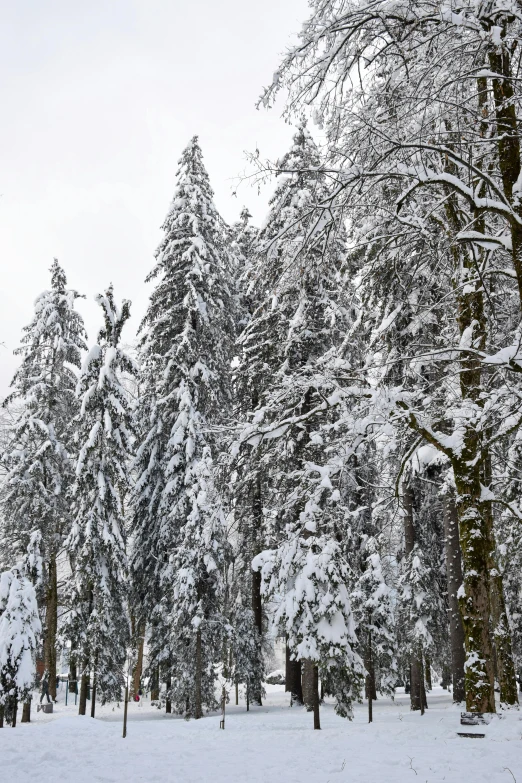 a group of tall trees with snow on them