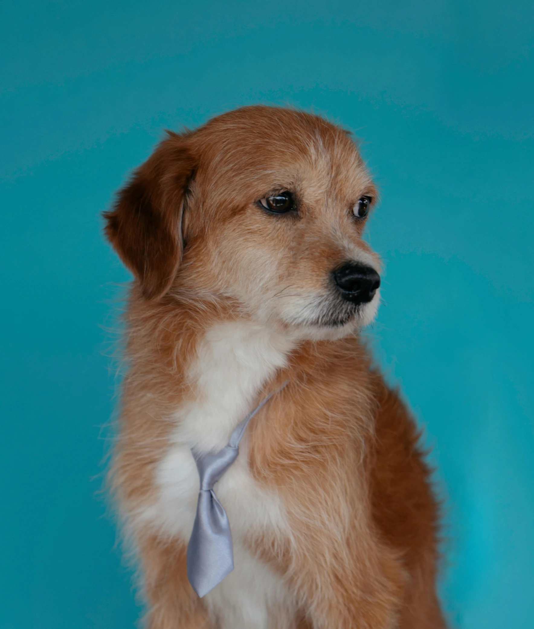 a dog wears a tie on his neck