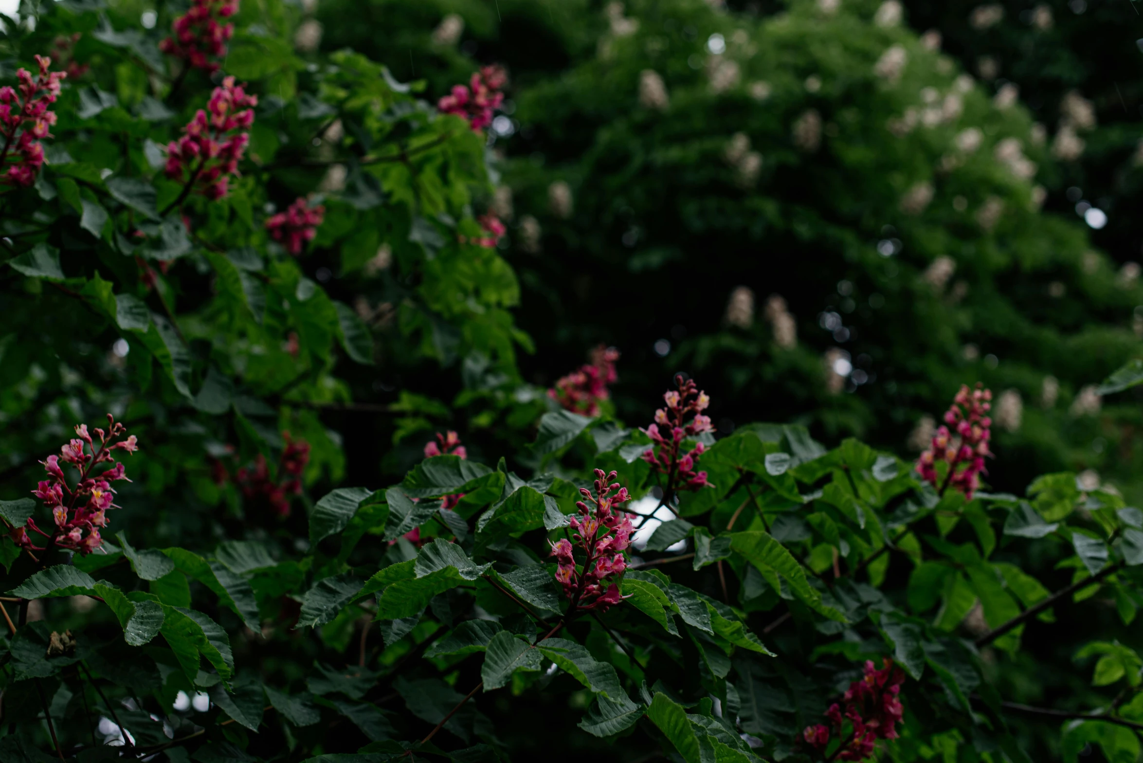 a cluster of purple flowers surrounded by green leaves