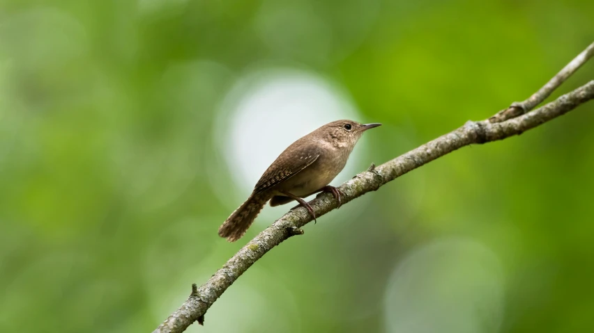 small brown bird on nch outside with green background