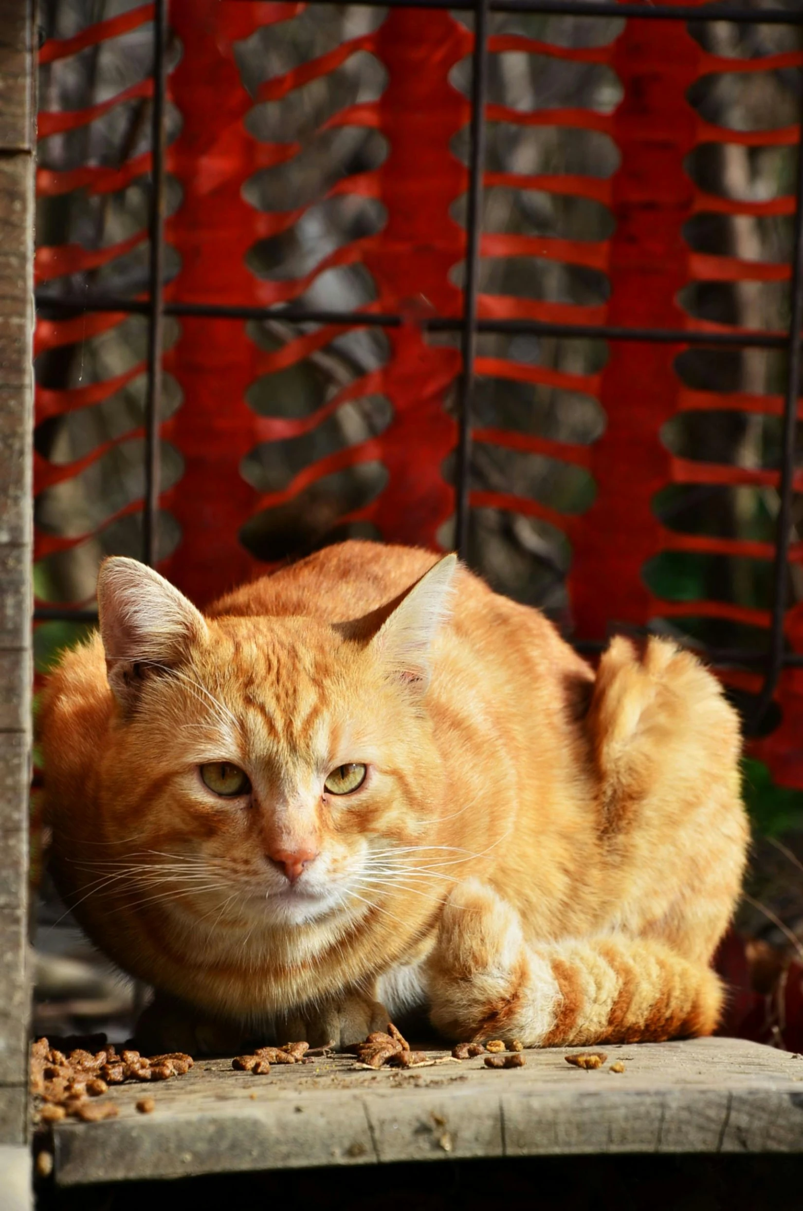 an orange cat laying on a wooden surface in front of a gate