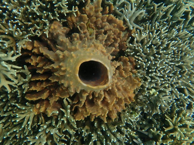 an image of a green and orange coral
