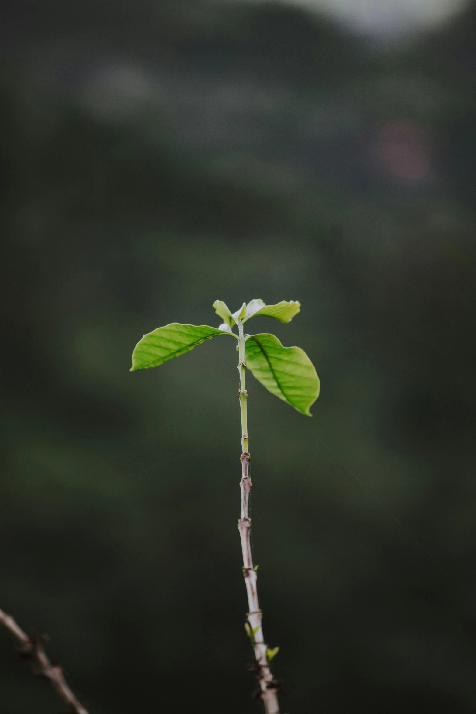 a small plant with some leaves on it