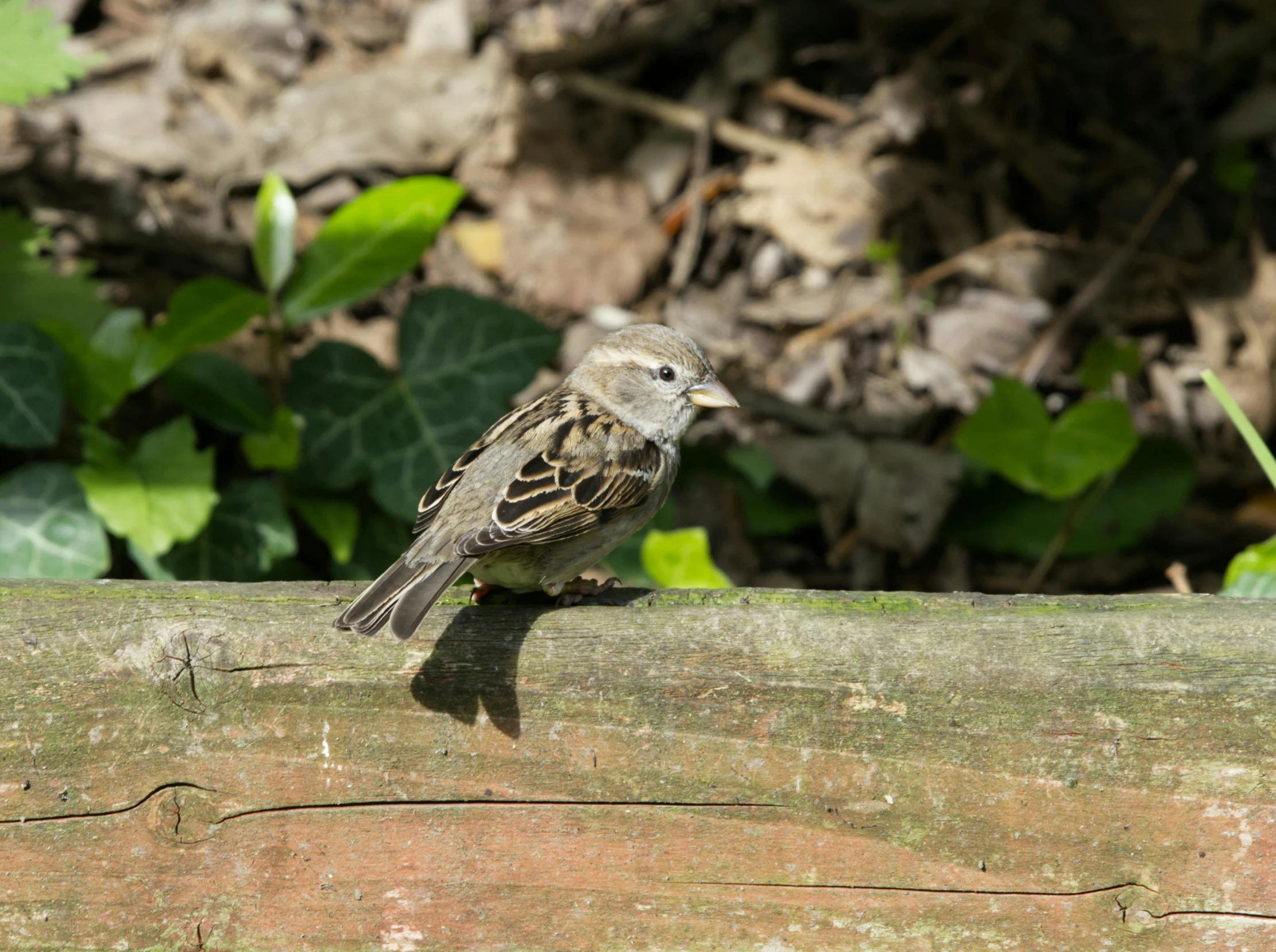 there is a small brown bird sitting on a wall