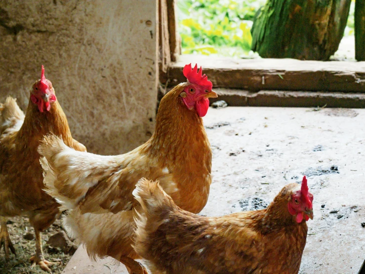 chickens stand on the ground with a door open