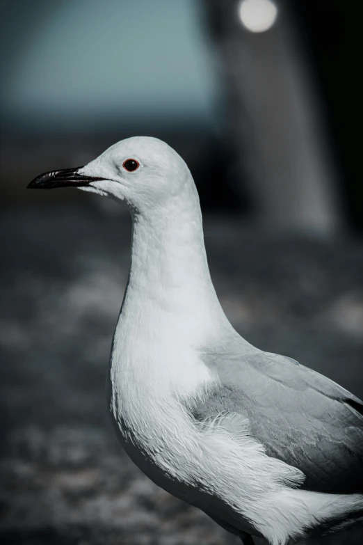 a close up po of a bird with a black beak and a long, white wing