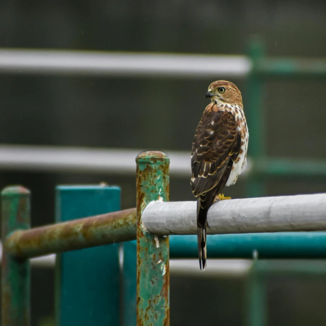 a hawk sitting on top of a fence next to a metal post