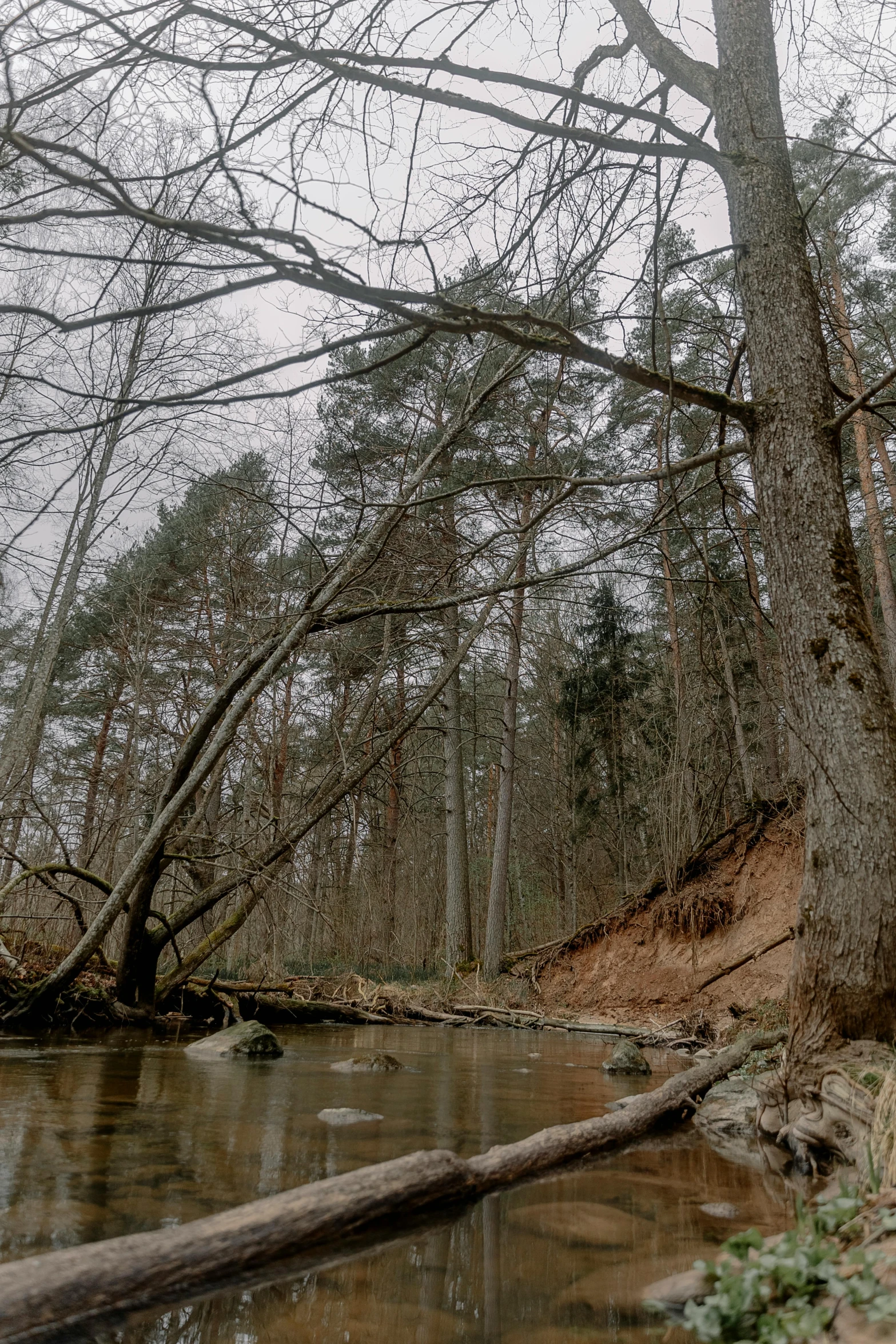 a body of water near a wooded area