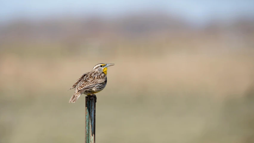 a small bird sitting on top of a green pole