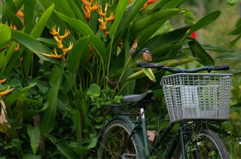 a close up of a bike parked in front of some plants