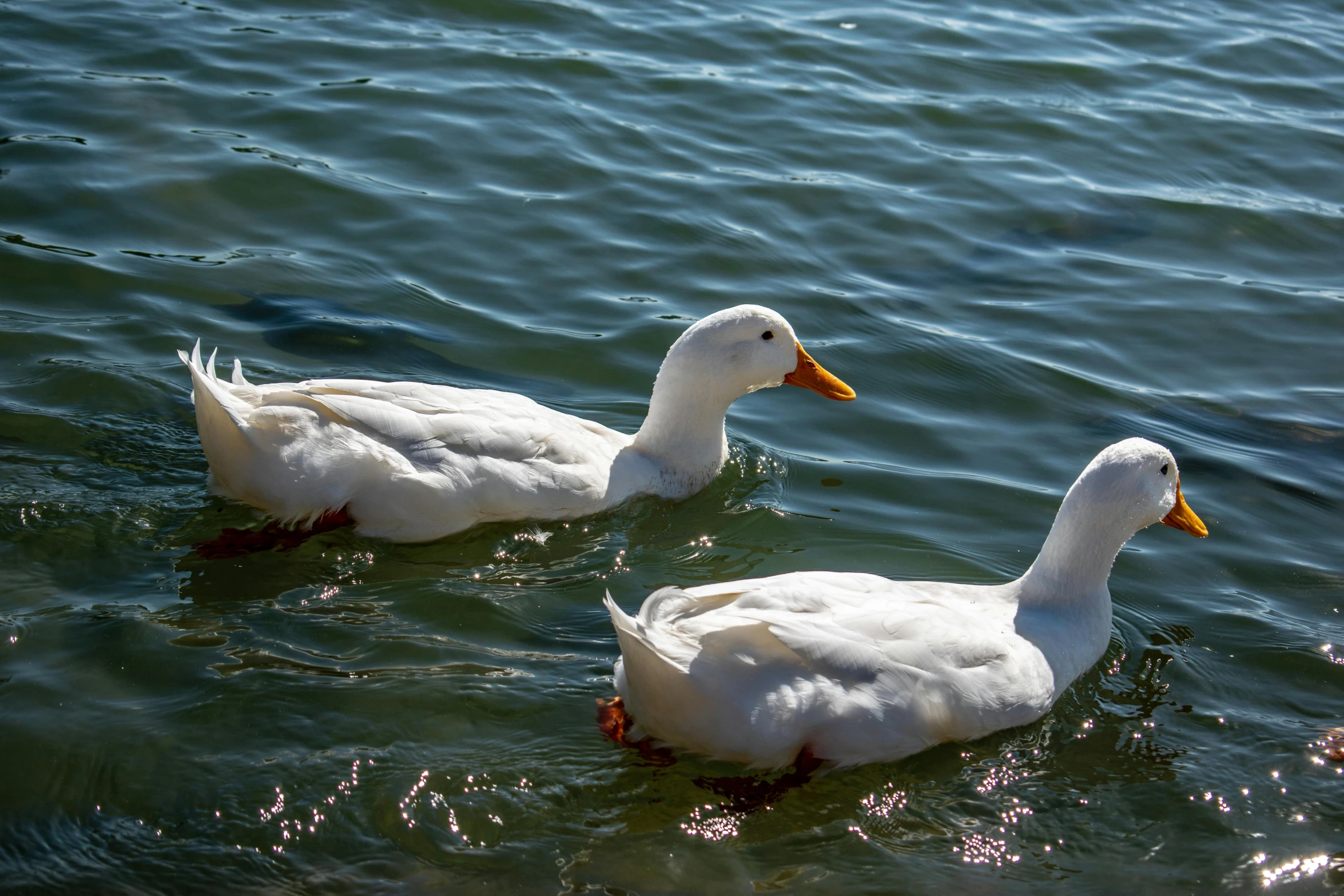 two white ducks swimming on top of a lake