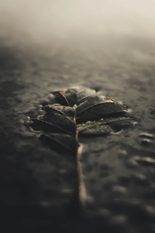 a leaf sticking out of water in the dark