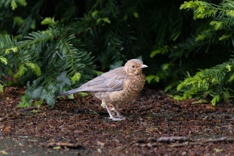 a little brown bird standing on a sidewalk