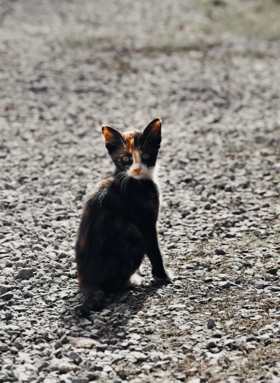 a brown cat sitting on top of a sandy beach