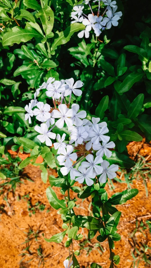 an assortment of white and yellow flowers in the grass