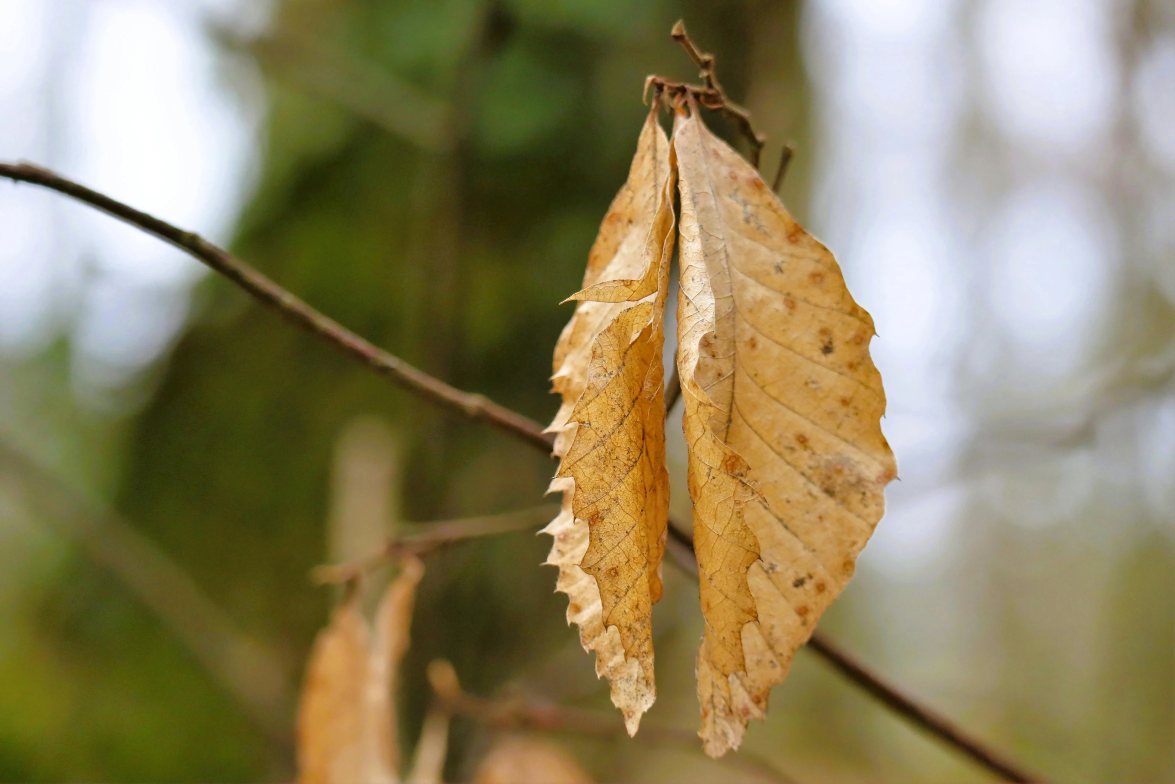 two leaves hang from the nch of a tree