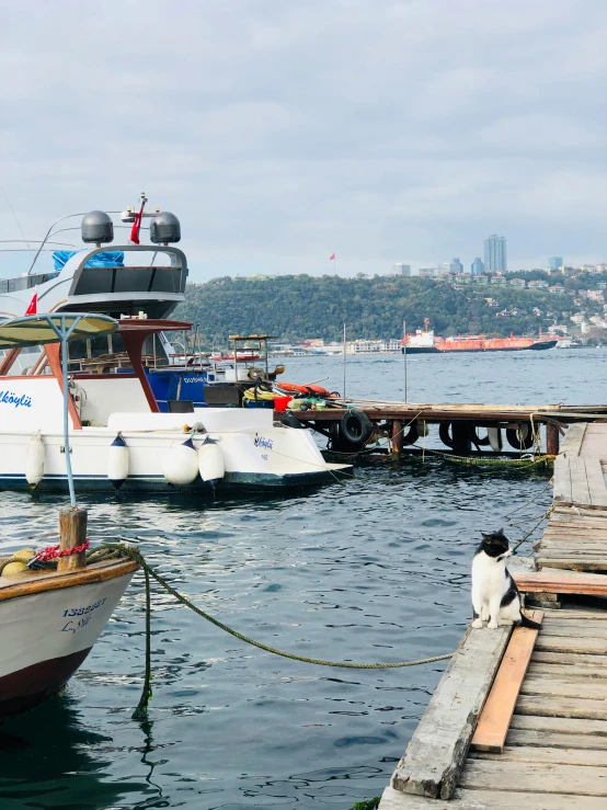 a boat docked next to a pier with a dog on it