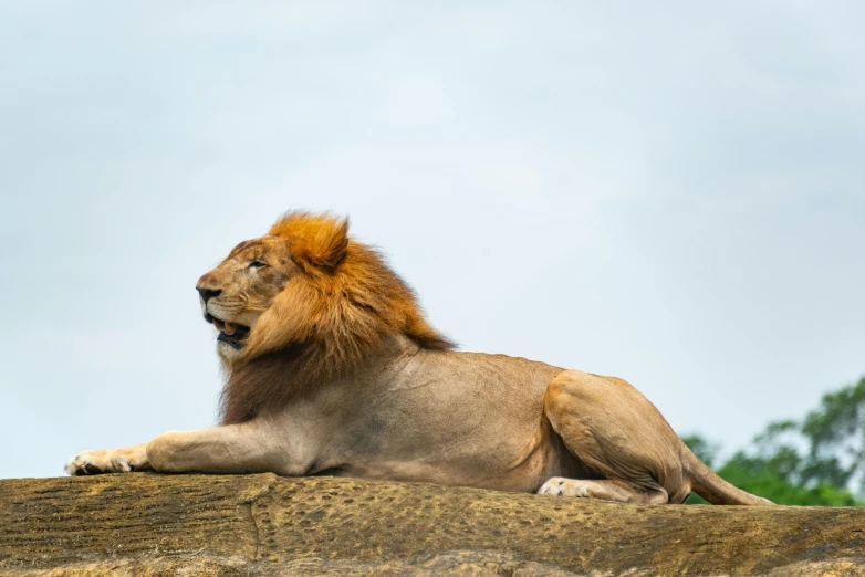 a large lion laying on top of a rock