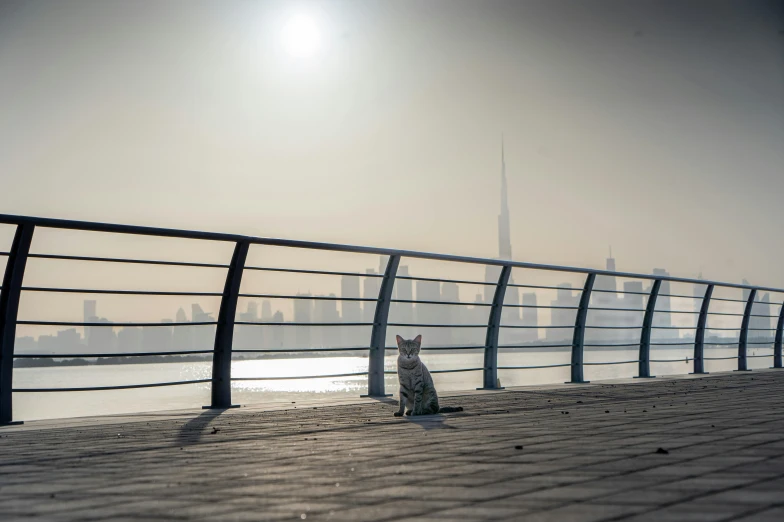 a cat is sitting on a boardwalk in the city