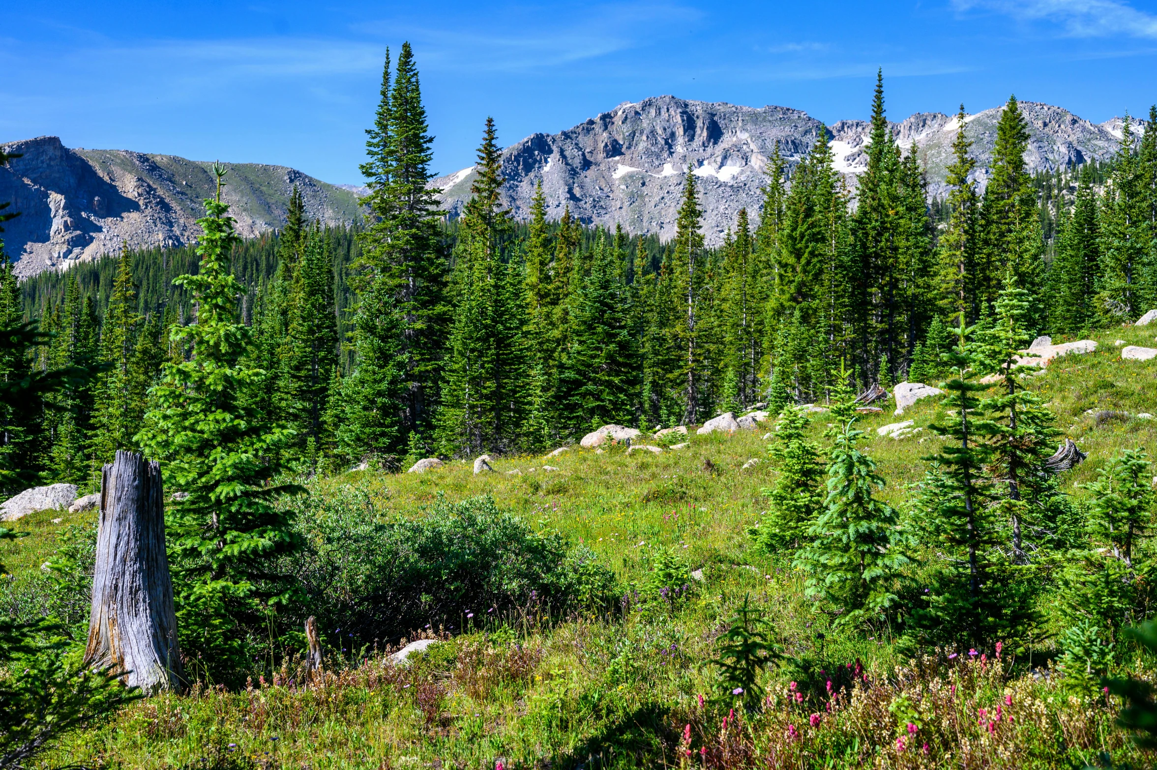 a green hillside covered in tall pine trees