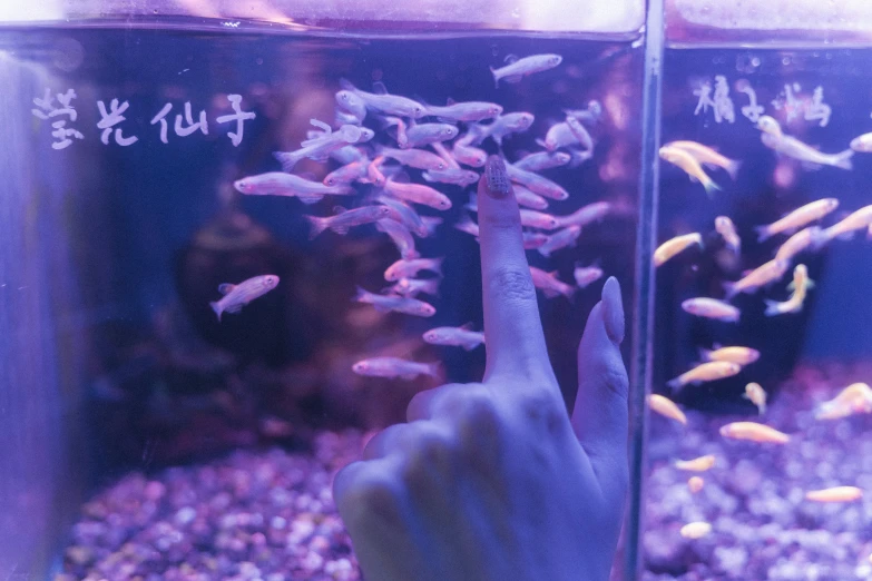 two small tanks filled with various types of fish