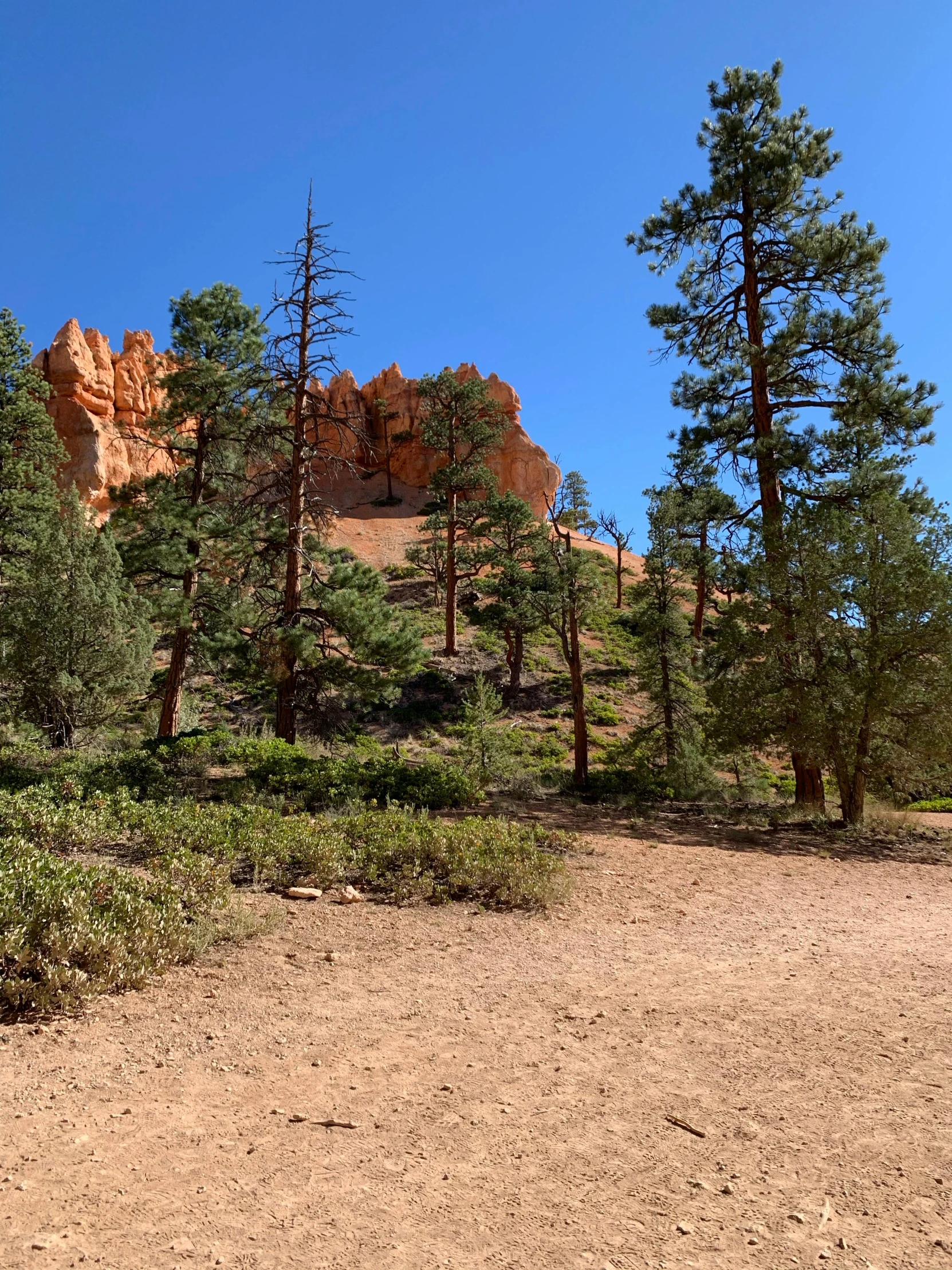 a lot of trees and dirt are on the ground