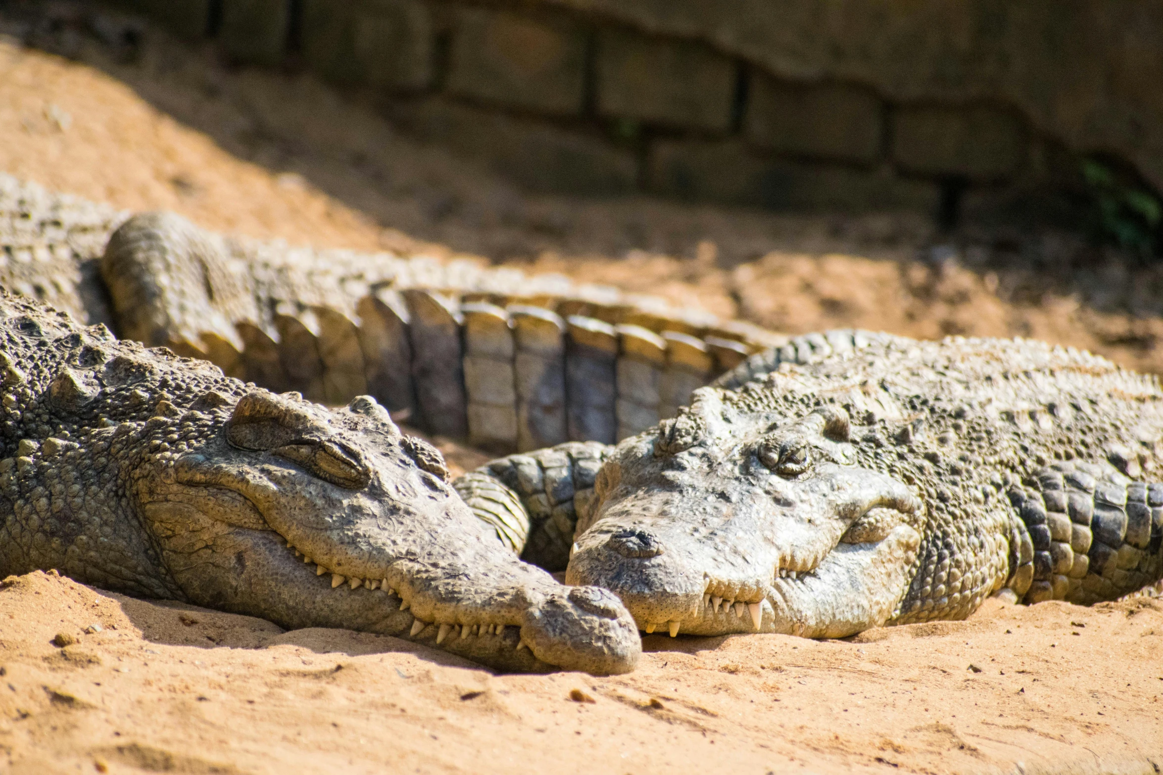 two alligators laying in the sand by some rocks