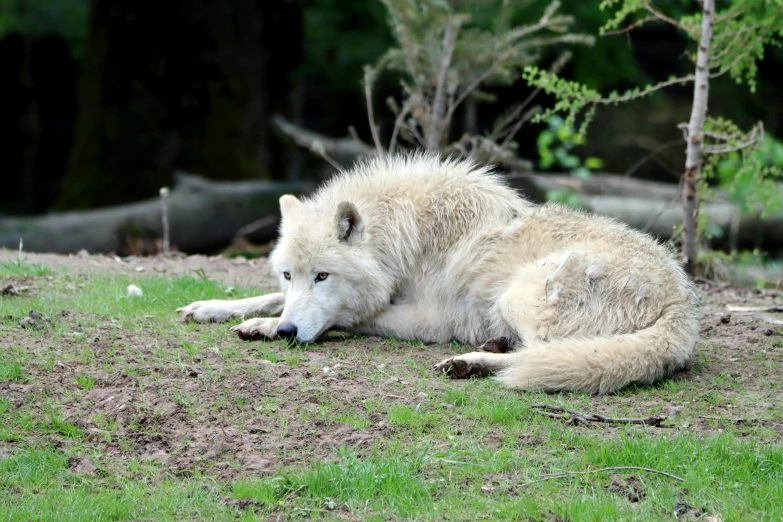 a big white wolf laying on the ground