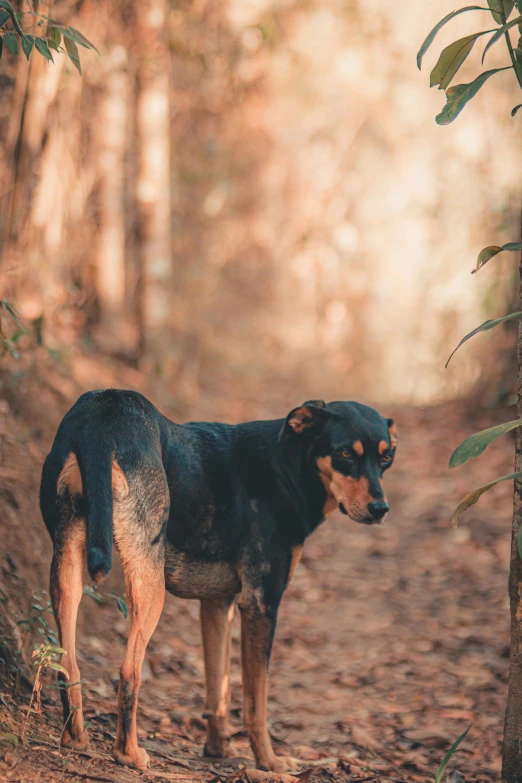 there is a dog standing on the ground