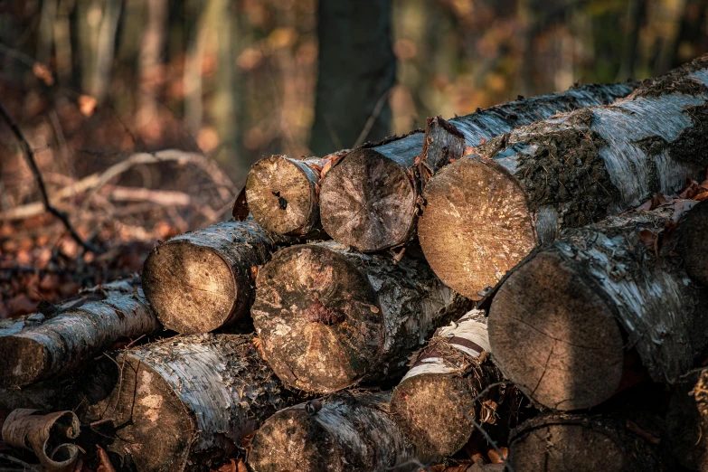 pile of logs arranged in an outdoor setting