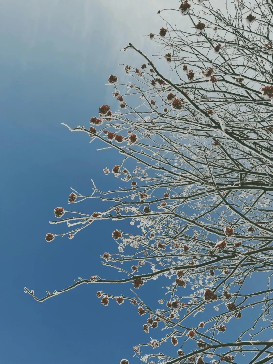 a plant with small buds sitting next to blue sky