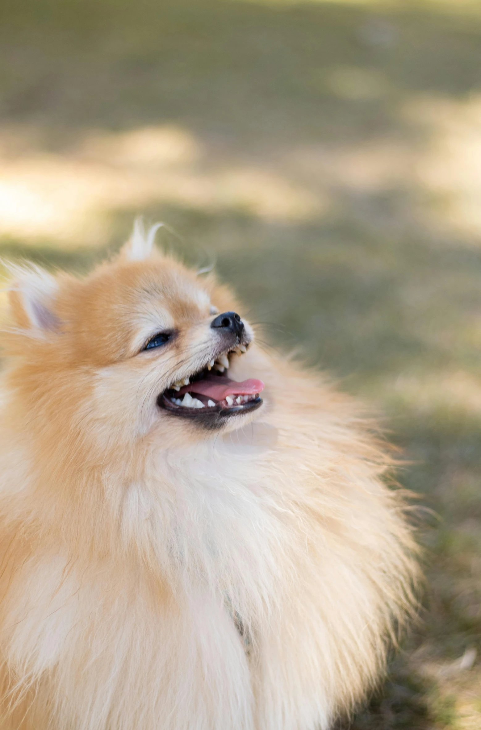 a very fluffy white dog with a big smile