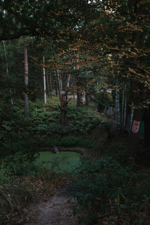 a dark path leads through the woods to a small structure