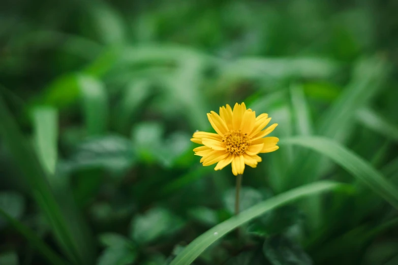 a small yellow flower grows amongst green grass