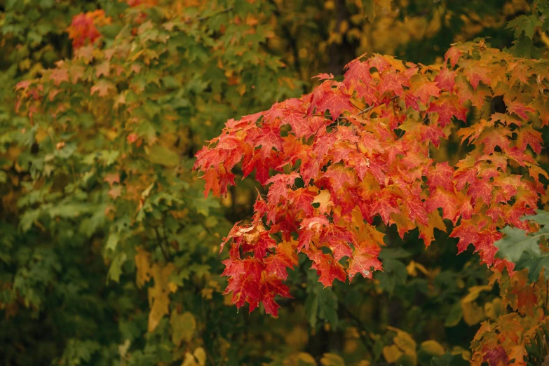 the red leaves on the tree are changing color