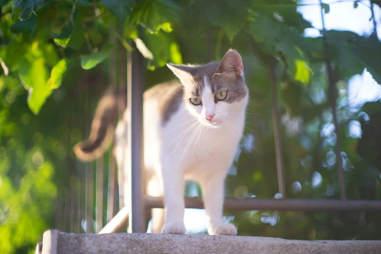 a cat with its eyes closed, looking off into the distance