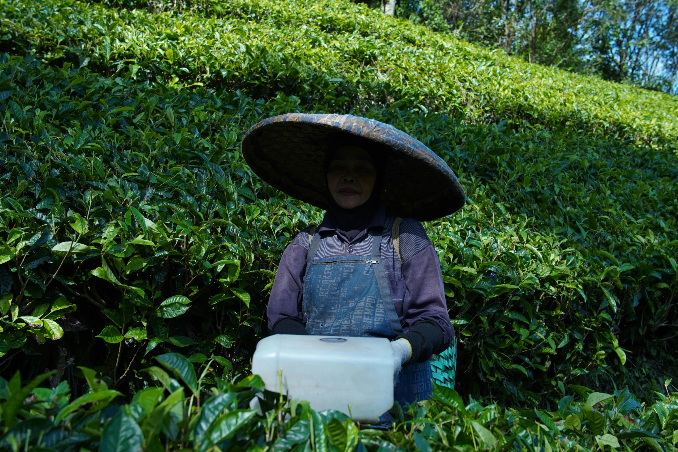 a woman wearing a sombrero in a field of plants