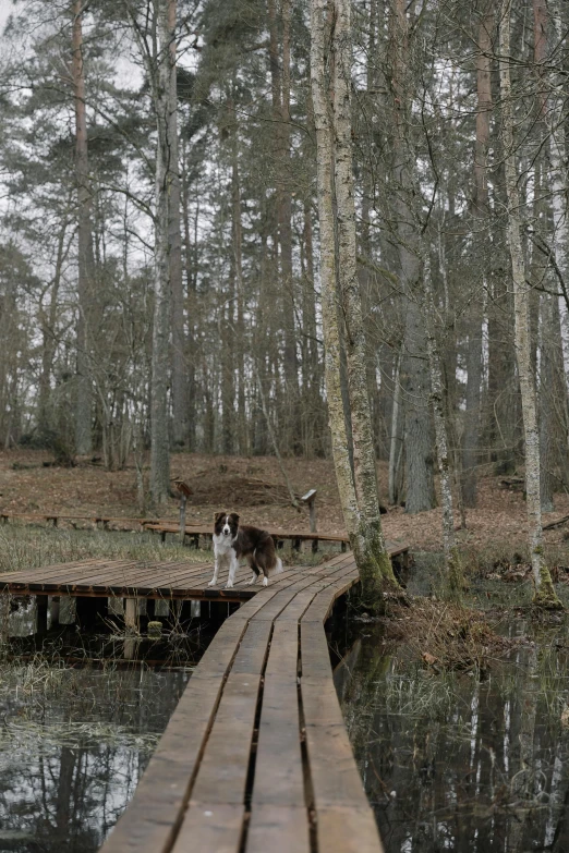 a dog that is standing on a wooden boardwalk