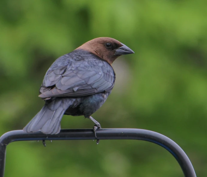 a bird sitting on a perch looking off in the distance