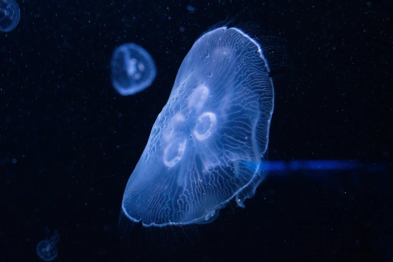 this is a blue jellyfish in the water