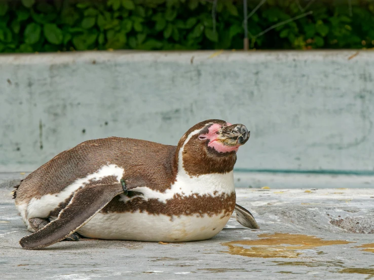 a penguin laying down and licking his teeth